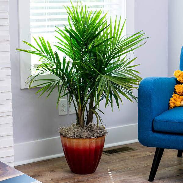 3 Gallon - Majesty Palm Tree - Easy Care & Vibrant Tropical Foliage