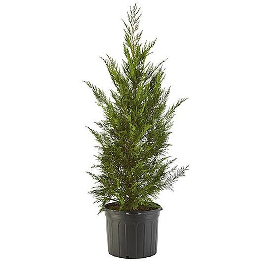 7 Gal. Leyland Cypress Evergreen Tree With Green Foliage