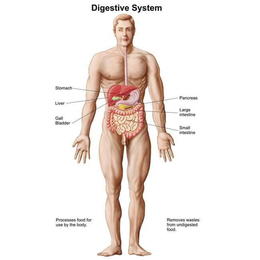 Anatomy Of Human Digestive System Male Representation Poster Print, 22 X 35 - Large Br938733