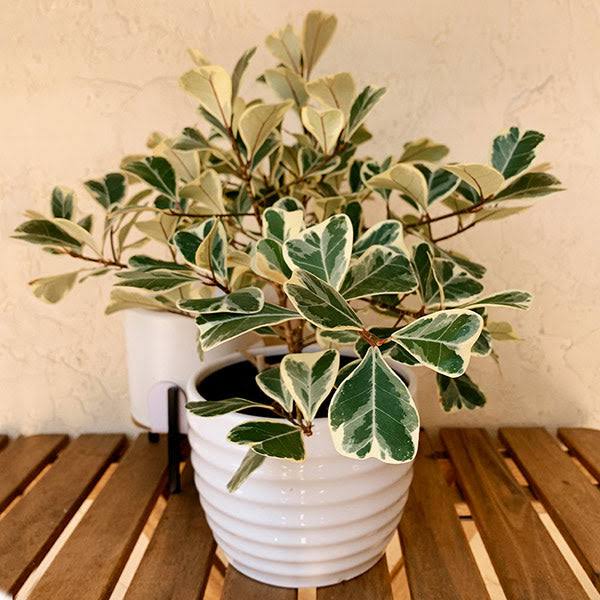 1 Gallon - Ficus Triangularis - Easy-Growing Indoor Plant Ideal For Any Climate