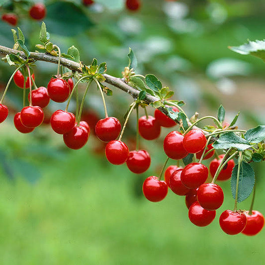 3-4 Ft. - Montmorency Cherry Tree - Produces A Large Harvest Of Tart Cherries Every Year, Outdoor Plant